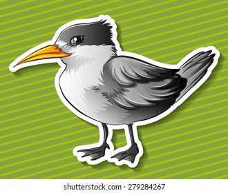 Closeup gray bird with green background
