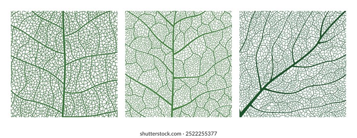 Close-up green leaf texture with intricate details of leaf veins showcasing natures botanical textures and patterns