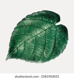 Close-up of a green leaf with texture. The leaf's veins and texture are prominent. Green leaf with intricate texture. Nature's detailed leaf texture. Vintage botanical leaf illustration vector.