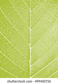 Closeup green leaf closeup texture. Nature background. Vector illustration.