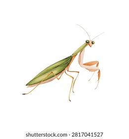 Closeup of a green praying mantis