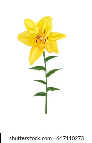 Closeup hand drawn yellow lily flower. Vector illustration isolated on white background for wedding invitation, greeting bouquet and other design