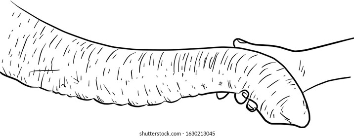 close-up hand holding elephant trunk vector illustration sketch doodle hand drawn isolated on white background