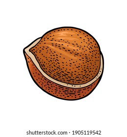 Closeup hazelnut in shell. Vector color engraving vintage illustration. Isolated on white background.
