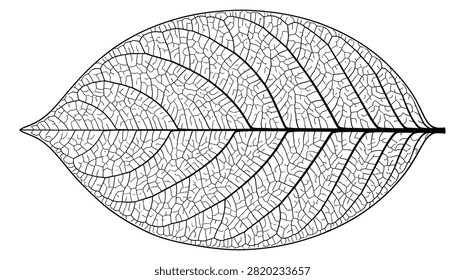 Primer plano  ilustración