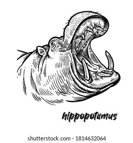 Close-up hippopotamus head with open mouth. Animal Africa. Vintage engraving style. Vector art illustration. Black graphic isolate on white background. Wildlife. Hand drawing hippo. Predator behemoth.