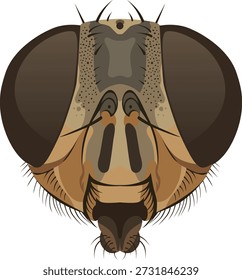Close-up illustration of a fly's head with large brown eyes and detailed facial features on a white background.