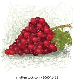 closeup illustration of a fresh grape fruit.