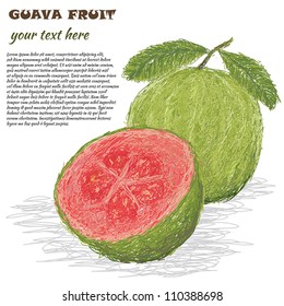 closeup illustration of fresh guava fruit isolated in white background.