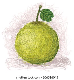 closeup illustration of a fresh pomelo fruit.