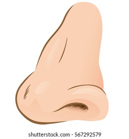 Close-up illustration of a human nose side view. Ideal for biology and anatomy materials