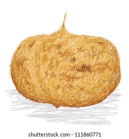 closeup illustration of jicama root isolated if white background.