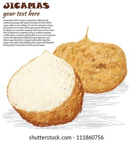 closeup illustration of jicamas root isolated if white background.