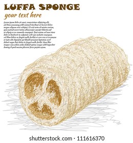 closeup illustration of luffa sponge, scrub isolated in white background.