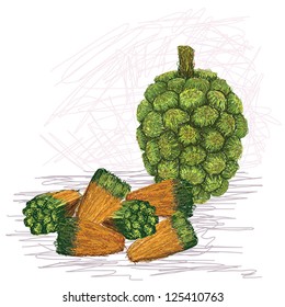 closeup illustration of pandanus fruit kernels isolated in white background.