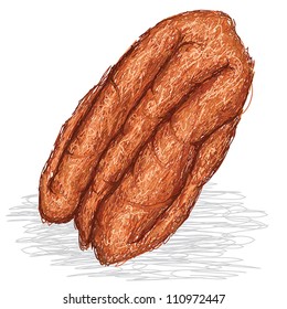 closeup illustration of pecan nut isolated in white background.