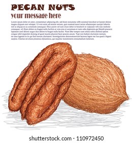 closeup illustration of pecan nuts isolated in white background.