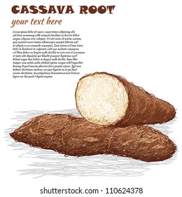 ilustración más cercana de la raíz de mandioca cruda aislada en fondo blanco.