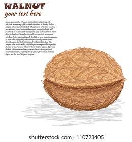 closeup illustration of a walnut isolated in white background.