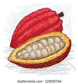 closeup illustration whole and opened cacao fruit with scientific name Theobroma cacao.