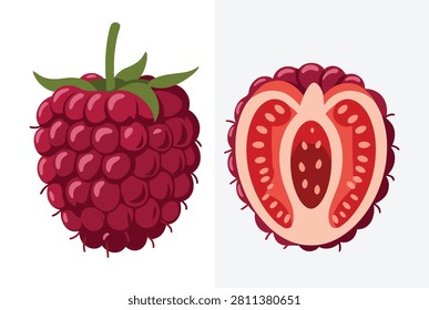 Close-up illustration of a whole red raspberry and its cross-section revealing the internal structure and seeds on a white background.