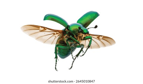 Close-up Image of a Flying Green Beetle With Open Wings, Isolated on White – Ideal for Insect Taxonomy, Wildlife Identification, and Biodiversity Projects