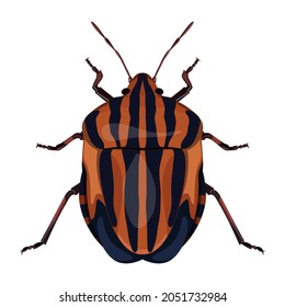 close-up image of a red-black striped bug, striped graphosoma on a white background