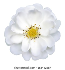 close-up isolated dog-rose, vector EPS10 mesh