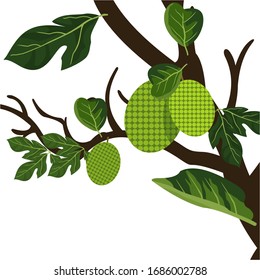 Closeup of jackfruit trees, leaves and fruit isolated on a white background. Vector illustration.