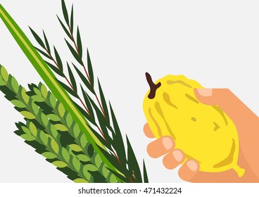 Closeup of Lulav (date palm) ,Etrog (citron) , Arava (willow) and Hadas (myrtle), Four species symbols of the Jewish festival of Sukkot