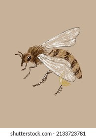 Close-up macro honey bee drawn by hand in vector and isolated on a vintage craft background. Authentic imitation of a color pencil sketch in a realistic style, a page from a entomological sketchbook