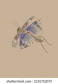 Escarabajo macro de langosta de primer plano dibujado a mano en vector y aislado en un fondo de artesanía vintage.Auténtica imitación de un boceto de lápiz de color en un estilo realista,una página de un cuaderno de bocetos entomológico