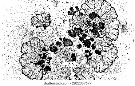 Close-up macro view of intricate lichen formations on a rough stone substrate. Natural organic growth with detailed textures ideal for science or abstract design backgrounds.
