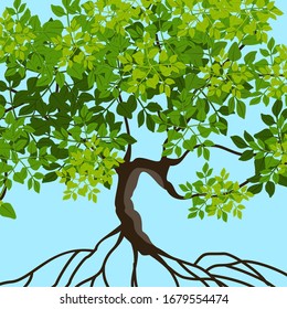 Closeup of mangrove trees, green leaves and roots. Mangrove plantations. Vector illustration