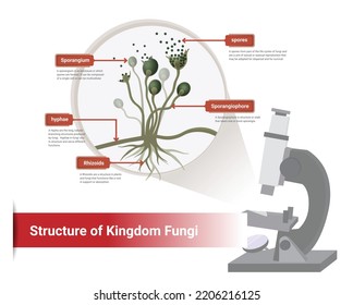 Close-up in microscope of bread mold, black fungus occur on bread plates. Rhizopus has a fiber structure to use and absorb nutrients from the host. Vector  illustration .