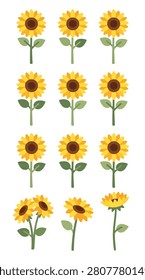 Close-up of multiple bright yellow sunflower blooms with green centers on white background