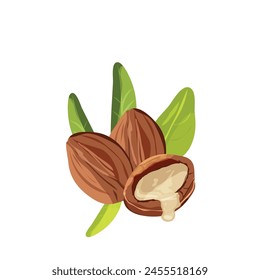 Close-up of natural argan nuts with leaves on a white background. Natural oils and cosmetics. Beauty concept.	