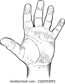 Close-up of an open hand seen from the palm. Black and white vector illustration. Hand gestures.