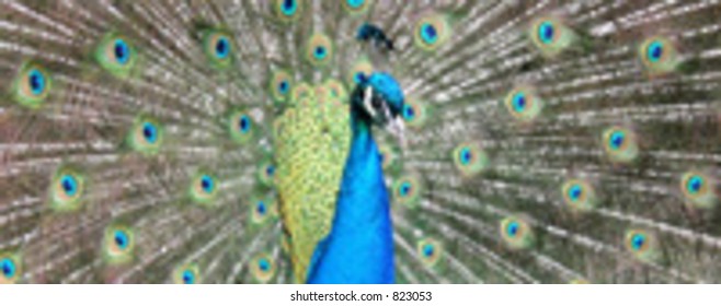 Closeup of peacock. Vector based and isolated