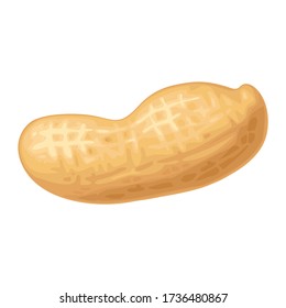 Closeup peanut in shell. Vector color realistic illustration. Isolated on white background.