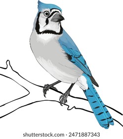 A close-up photo of a blue jay perched on a tree branch. The jay is facing the camera with its crest raised. The background is white.