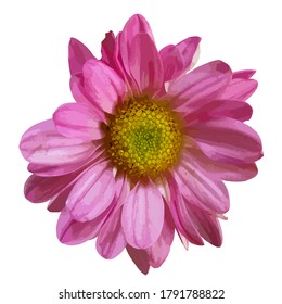 Closeup of pink Chrysanthemum  on the white.Daisy flower.Vector illustrator.pink flower.