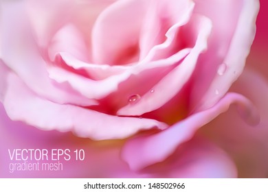 close-up pink rose with drops. vector