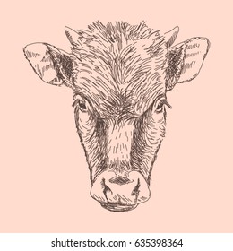 Closeup portrait of a cow. Vector illustration of farm animals. Detailed hand drawn sketch. Isolated. Realistic.