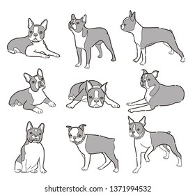 Closeup portrait the domestic dog Boston Terrier breed  icons set  vector illustration