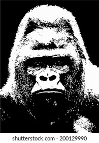 Closeup portrait of a gorilla male, severe silverback, on black background. The most dangerous and biggest monkey of the world. Chief of a gorilla family. Black and white vector illustration