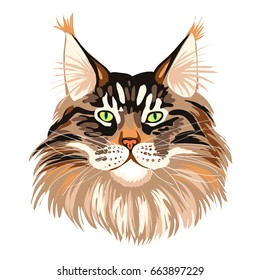 Closeup portrait of hairy brown cat. Pedigree Maine Coon cat with green eyes. Vector illustration isolated on white background.