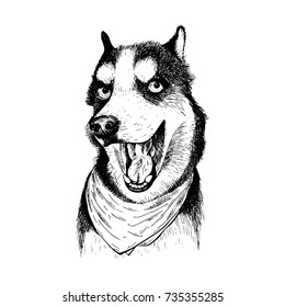 Close-up portrait of Siberian Husky dog wearing the bandana. Vector engraved art. Friendly smilling puppy isolated on white background. Pet shelter, flyer, clothing prints. Sketched poster.