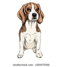 Close-up portrait of sitting Beagle dog. Colored illustration. Vector engraved art. Friendly smilling puppy isolated on white background. Pet shelter, flyer, poster, clothing prints. Sketched poster