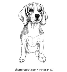 Close-up portrait of sitting Beagle dog. Vector engraved art. Friendly smiling puppy isolated on white background. Pet shelter, flyer, poster, clothing prints. Sketched poster.